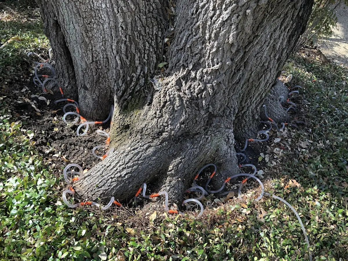 Detailed Tree Cabling and Bracing job site in Clare