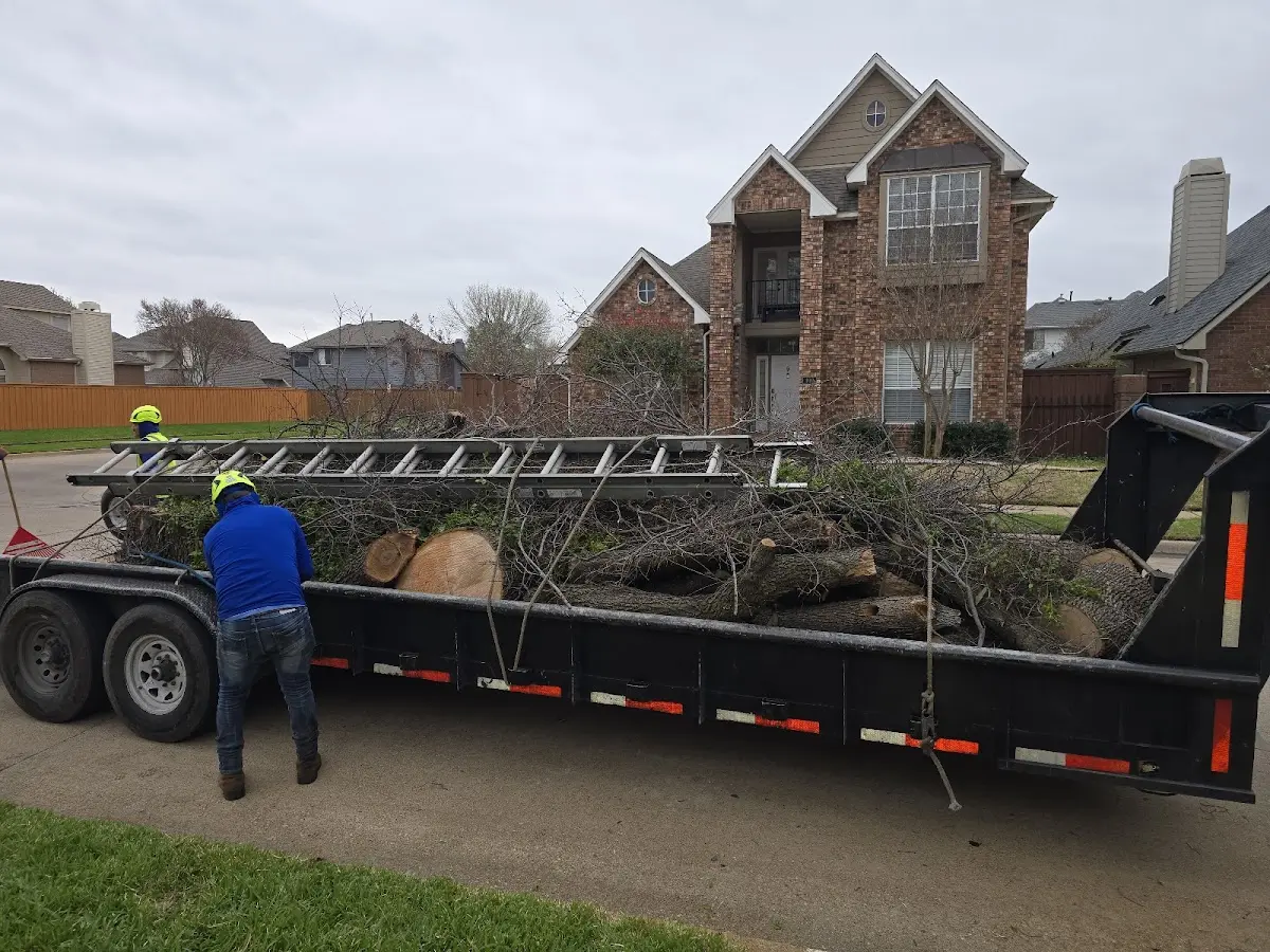 Expert Tree Pest Control with proper safety equipment in Clare